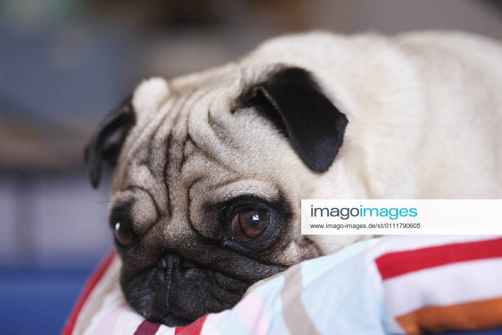 Mops (Canis lupus f. familiaris), liegt auf Bettkante Pug (Canis lupus f. familiaris), lying at the edge of a bed BLWS637699