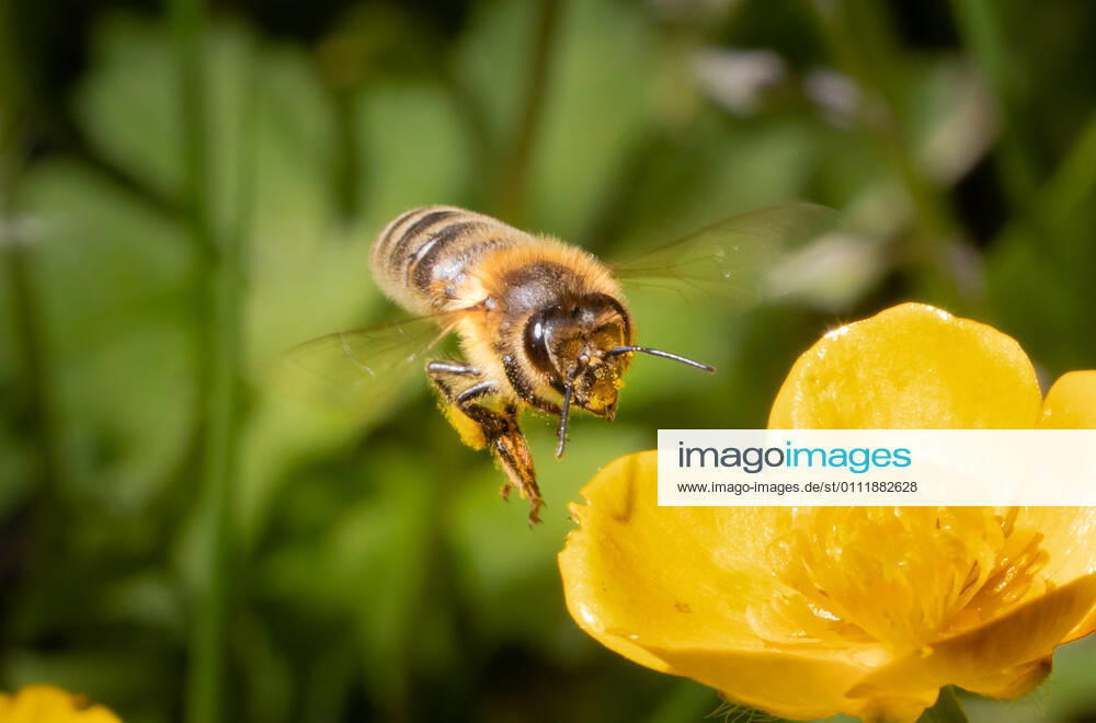 Bee flying towards a yellow yolk flower macro closeup in motion capture of a bee, wings blurred by motion. Details of the flower. Blurred green background
