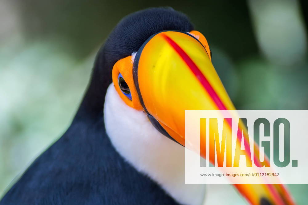 Tucano-toco isolated bird Ramphastos toco close up portrait in the wild Parque das Aves, Brasil - Birds place park in Brazil Toco-Toucan Toucan toucano-toco