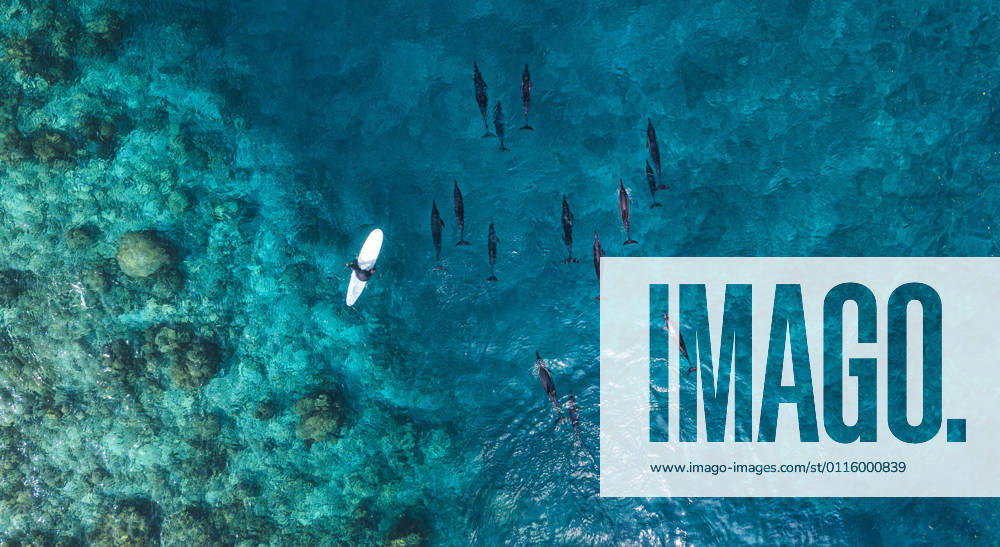 Aerial view of man on surfboard near pod of dolphins in blue sea model released Symbolfoto KNTF06179