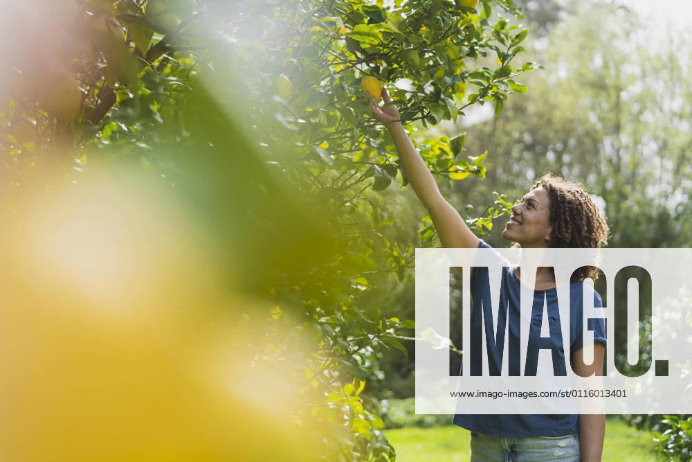 Smiling woman picking lemons from tree in garden model released Symbolfoto property released SBOF03163