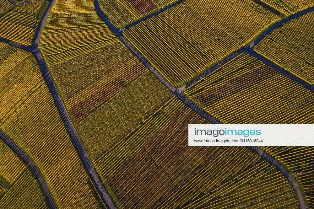 Germany, Baden Wurttemberg, Stuttgart, Aerial view of vineyards in autumn WDF06550