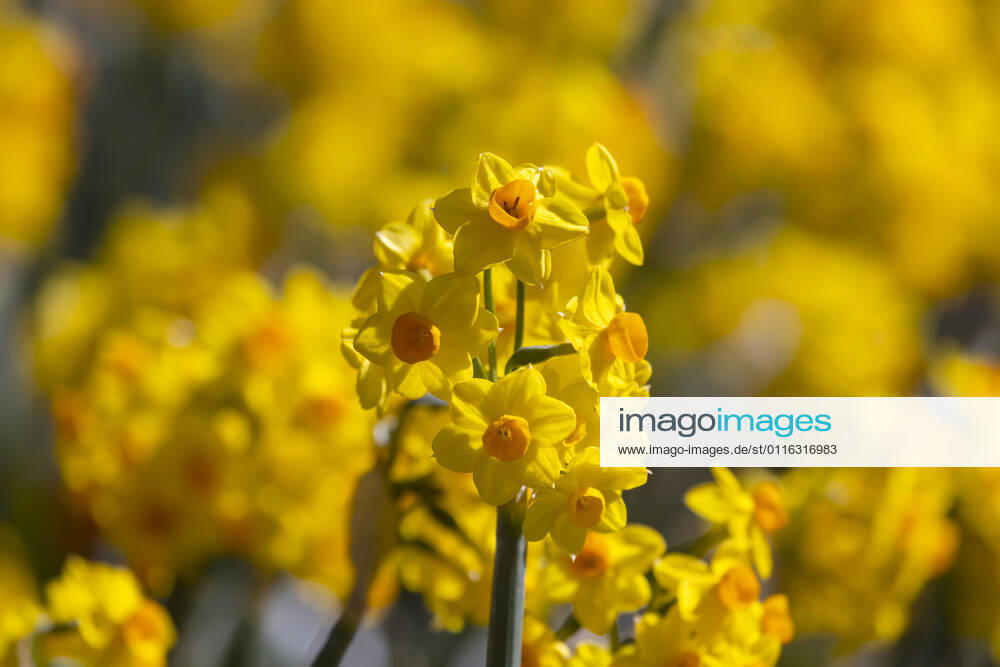 Narzissen (Narcissus). Osterglocken in voller Blüte. 05.04.2021: DEU, Deutschland, Baden-Württemberg, Stuttgart.