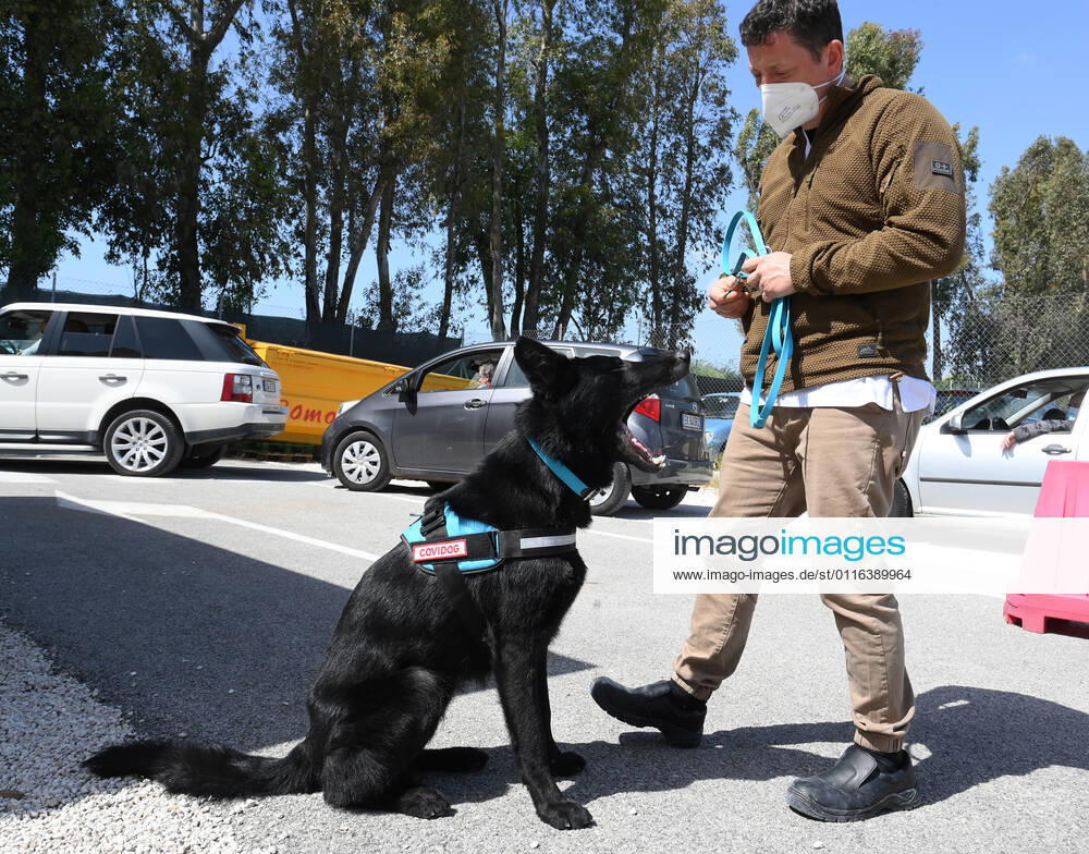 (210406) -- ROME, April 6, 2021 -- German Shepherd Harlock is trained to detect coronavirus in Rome, Italy, on April 6, 2021. In the Campus Bio-Medico University Hospital, a project has been launched to train dogs to detect the presence of coronavirus in human sweat. (Photo by Xinhua) ITALY-ROME-COVID-19-DOG-TRAINING AlbertoxLingria