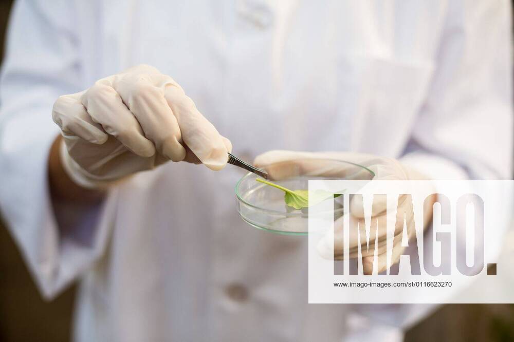 IMAGO Creative: Klimawandel - Zukunft und Innovation Midsection of scientist holding leaf with tweezers Midsection of scientist holding leaf with tweezers on petri dish, model released, , property released, Cape Town, South Africa, 11.05.2016, 772225.jpg, petri dish, glass, research, medical sample, holding, agriculture, botany, greenhouse, nature, plant, environment, occupation, professional, standing, lab coat, study, analysis, biologist, biology, biotechnology, science, scientist, working, leaf, transparent, green, tweezers, work tool, medical equipment, expertise, surgical glove, safety, protection Indoors,Front view,Close-up,Focus on Foreground,Mid Section