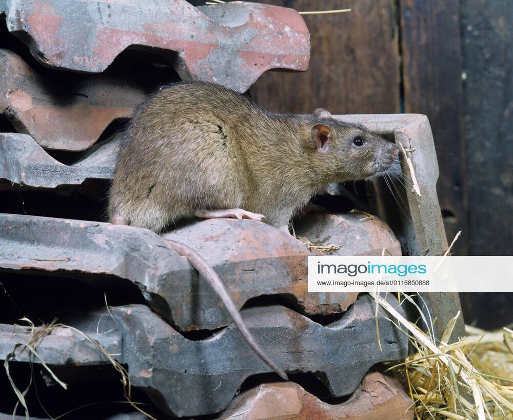 Wanderratte (Rattus norvegicus)