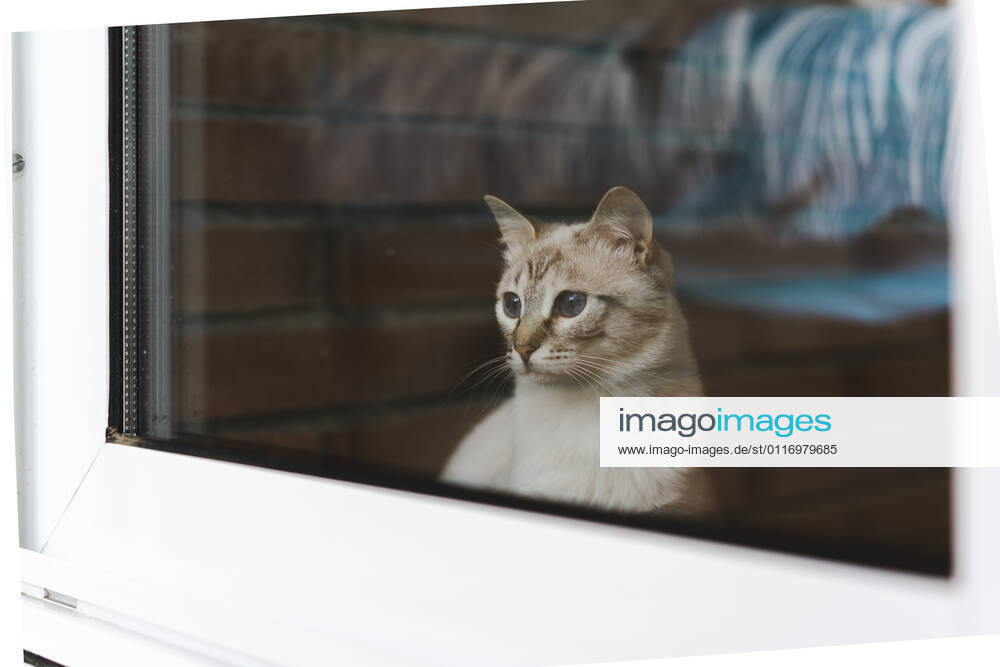 Domestic cat looking through window property released AFVF06314