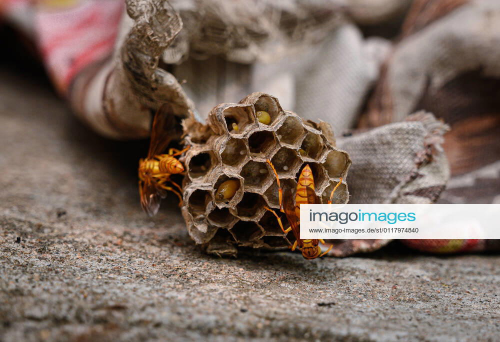 India: Yellow Paper-Wasp Polistes olivaceus is a species of paper wasp native to India and East Asia, also known as Yellow Paper-Wasp . Paper wasps are vespid wasps that gather fibers from dead wood and plant stems, which they mix with saliva and use to construct nests made of gray or brown papery material. These wasps can be very aggressive, generally only attack if they themselves or their nest are threatened, and can produce a potentially fatal anaphylactic reaction in some individuals. A Yellow Paper-Wasp bite with string in the human hand (the Little Red spot) and her hand is swollen for that reason. This photo was taken at Tehatta, West Bengal; India on 10 05 2021. Tehatta West Bengal India