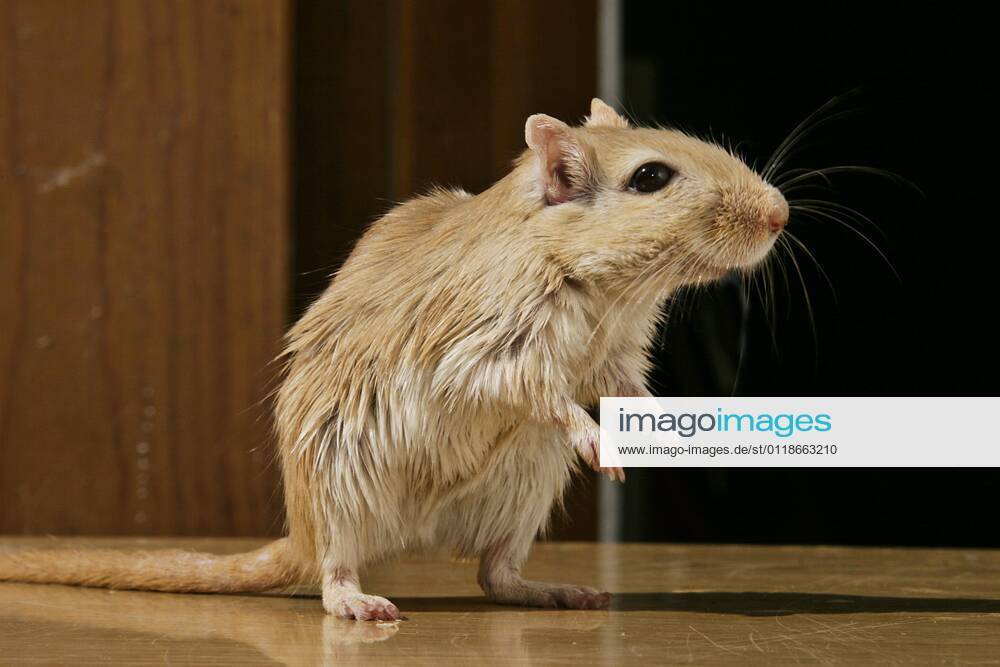 Mongolen-Rennmaus, Mongolenrennmaus, Gerbil, Mongolische Wuestenrennmaus, Mongolische Rennmaus (Meriones unguiculatus), in der Wohnung Mongolian gerbil, clawed jird (Meriones unguiculatus), indoors BLWS644540