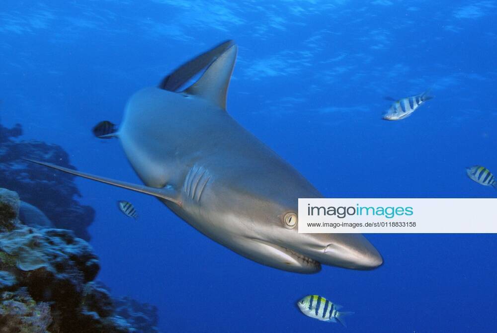 Grauer Riffhai (Carcharhinus amblyrhynchos), Yap (Carcharhinus menissorah), Langschnäuziger Schwarzschwanzhai, freistellbar, Mikronesien, Ozeanien