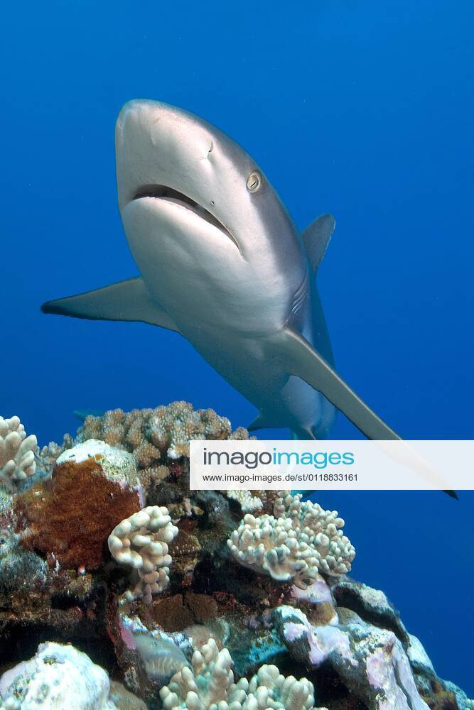 Grauer Riffhai (Carcharhinus amblyrhynchos), Yap (Carcharhinus menissorah), Langschnäuziger Schwarzschwanzhai, Mikronesien, Ozeanien