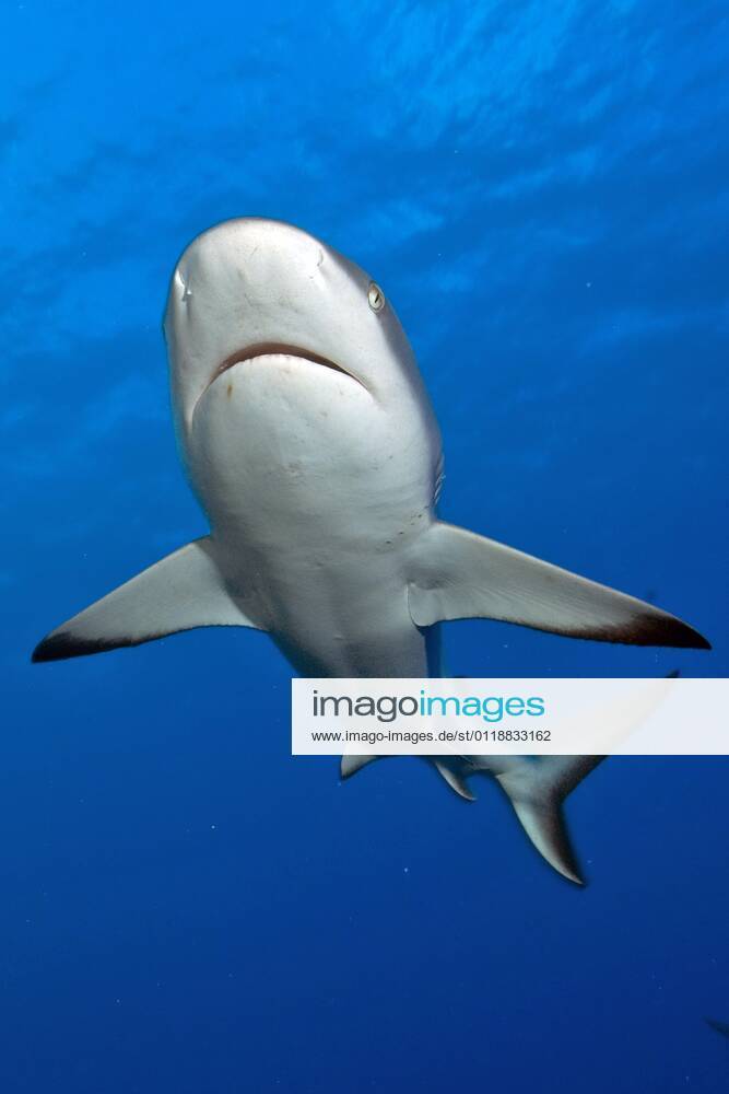 Grauer Riffhai (Carcharhinus amblyrhynchos), Yap (Carcharhinus menissorah), Langschnäuziger Schwarzschwanzhai, freistellbar, Mikronesien, Ozeanien