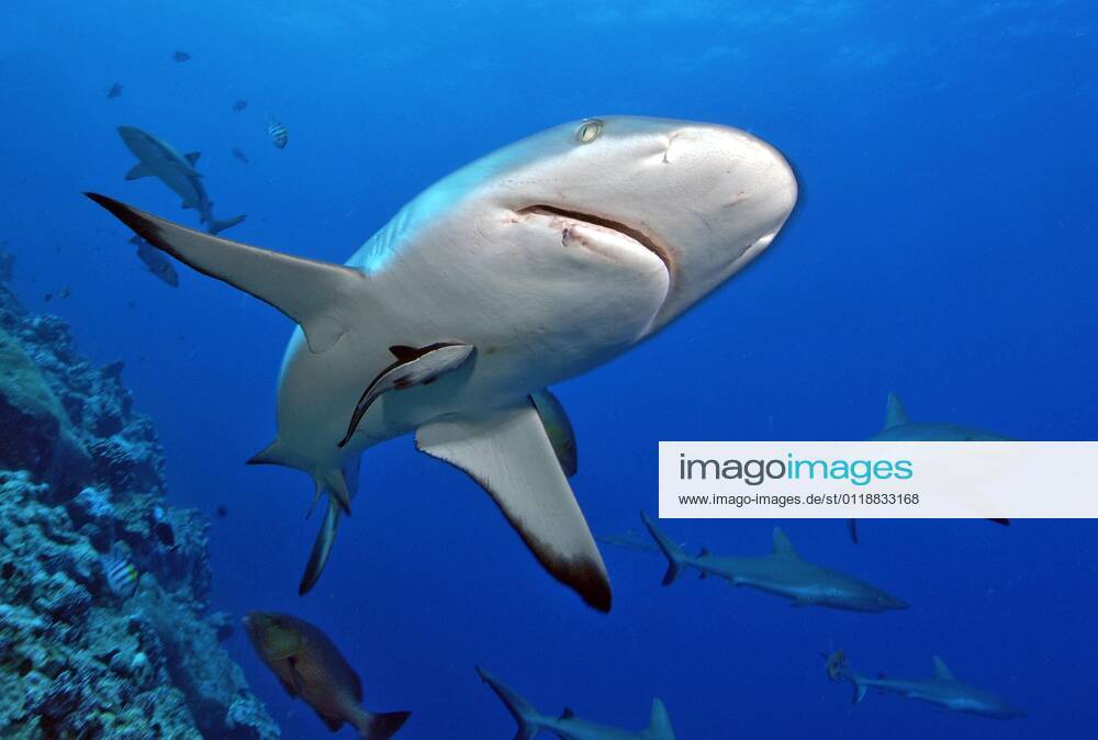 Grauer Riffhai (Carcharhinus amblyrhynchos), Yap (Carcharhinus menissorah), Langschnäuziger Schwarzschwanzhai, Mikronesien, Ozeanien