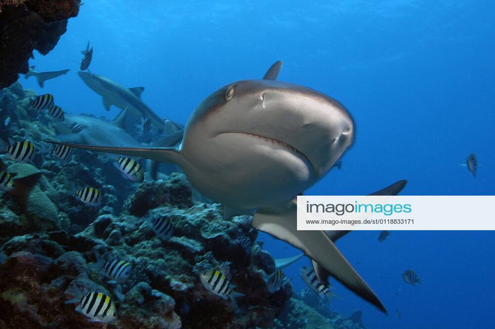 Grauer Riffhai (Carcharhinus amblyrhynchos), Yap (Carcharhinus menissorah), Langschnäuziger Schwarzschwanzhai, Mikronesien, Ozeanien