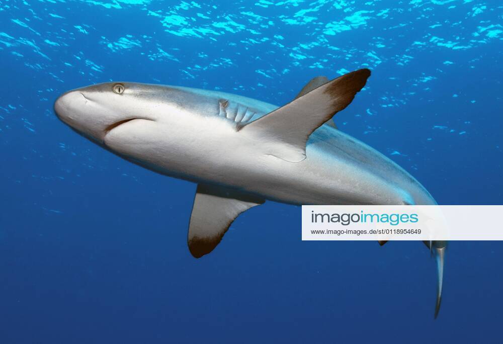 Grauer Riffhai (Carcharhinus amblyrhynchos), Yap (Carcharhinus menissorah), Langschnäuziger Schwarzschwanzhai, freistellbar, Mikronesien, Ozeanien