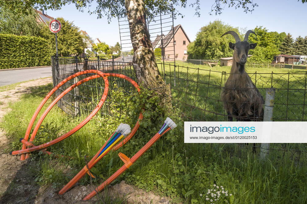 Glasfaserausbau auf dem Land Glasfaser Glasfaserausbau auf dem Land ländliche Region ländliches Gebiet Telekom Breitband Breitbandausbau Breitband-Ausbau Glasfasernetz Glasfaser-Netz FTTH-Netz Internet Glasfaserverkabelung Glasfaser-Ausbau FTTH Anschluss Digitalisierung Telekommunikation Internet Infrastruktur Deutsche Glasfaser Ziege 20210531ad331 Wadersloh Nordrhein-Westfalen NRW Deutschland Germany