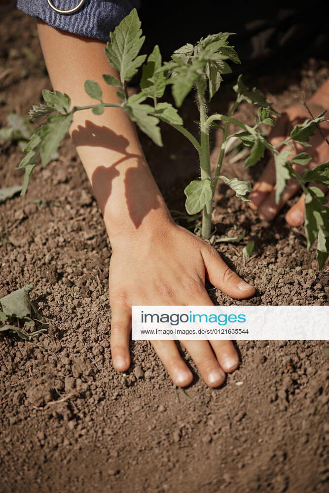 Woman planting tomato seedling in back yard model released Symbolfoto property released ZEDF04225