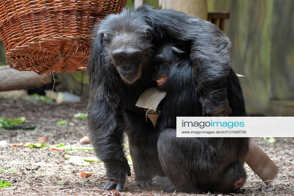 Dvur Kralove nad Labem, Czech Republic: The Chimpanzee female called Babeta (R) and male called Dingo (L) eats food laid out for her as she celebrates 50st birthday at Safari Park Dvur Kralove nad Labem in the Czech Republic. Dvur Kralove nad Labem Czech Republic - ZUMAr156 20210617_zap_r156_004