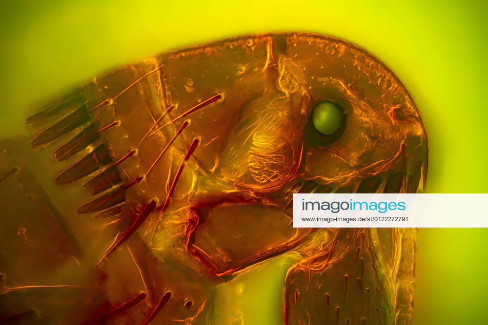 Katzenfloh, Katzen-Floh (Ctenocephalides felis), Dunkelfeld- und Fluoreszenzkontrastlichtmikroskopie Cat flea (Ctenocephalides felis), darkfield and MRI image of a flea head BLWS644654