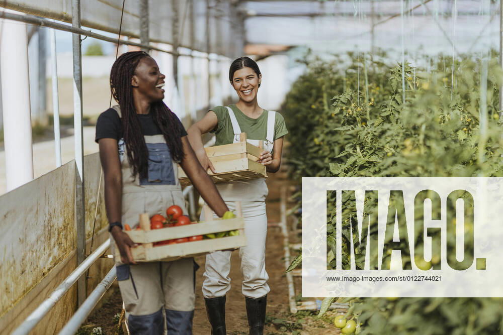 Smiling female farmers holding vegetable crates while standing at organic farm model released Symbolfoto property released OIPF01037