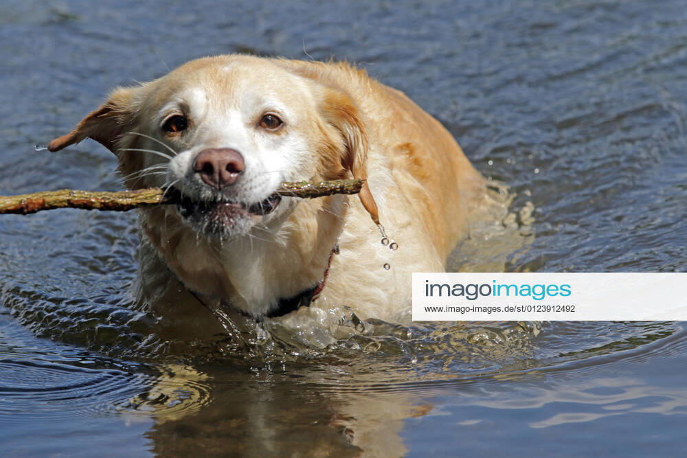 Abkühlung für Hunde im Wasser Ein Retriever schwimmt bei großer Hitze mit einem Zweig im Wasser.