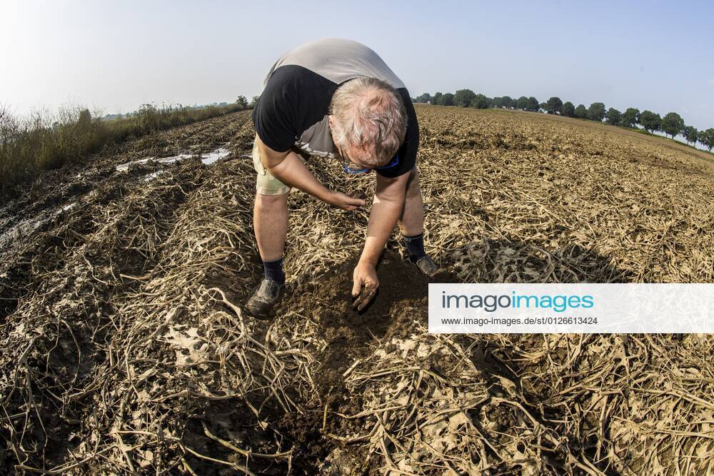 Flutkatastrophe, Niederlande, Zerstörte Ernte in Lottum bei Limburg LOTTUM - A farmer looks at his failed crop of potatoes on a flooded field in Limburg. Due to the floods and heavy rainfall, several crops have drowned. ANP VINCENT JANNINK
