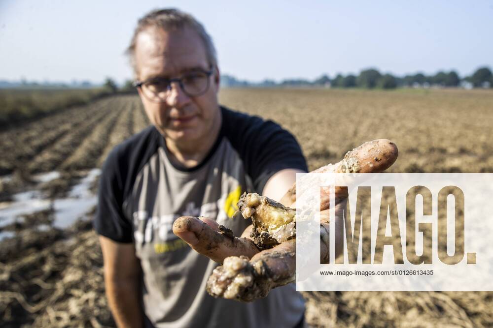 Flutkatastrophe, Niederlande, Zerstörte Ernte in Lottum bei Limburg LOTTUM - A farmer shows his failed crop of potatoes on a flooded field in Limburg. The potatoes are already rotting in the ground. Due to the floods and heavy rainfall, several crops have drowned. ANP VINCENT JANNINK