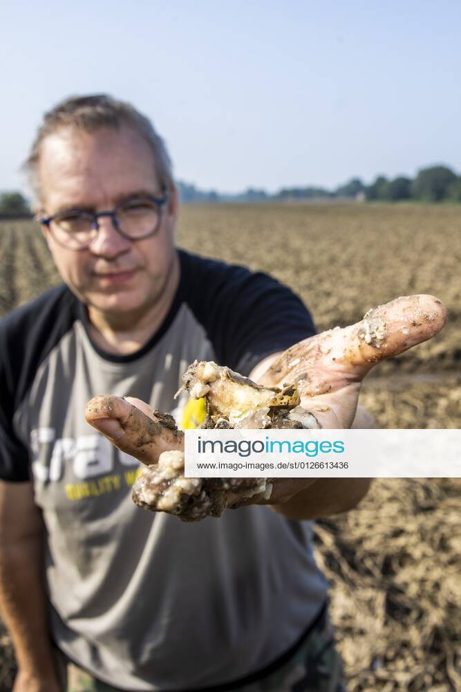 Flutkatastrophe, Niederlande, Zerstörte Ernte in Lottum bei Limburg LOTTUM - A farmer shows his failed crop of potatoes on a flooded field in Limburg. The potatoes are already rotting in the ground. Due to the floods and heavy rainfall, several crops have drowned. ANP VINCENT JANNINK