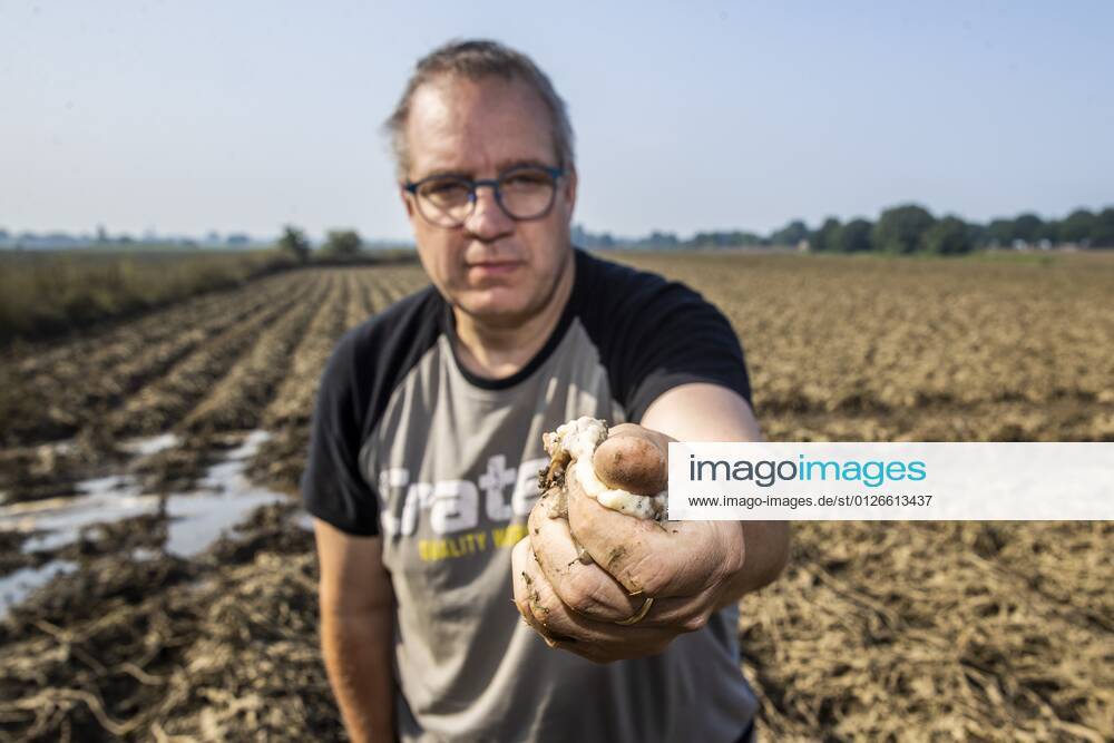 Flutkatastrophe, Niederlande, Zerstörte Ernte in Lottum bei Limburg LOTTUM - A farmer shows his failed crop of potatoes on a flooded field in Limburg. The potatoes are already rotting in the ground. Due to the floods and heavy rainfall, several crops have drowned. ANP VINCENT JANNINK