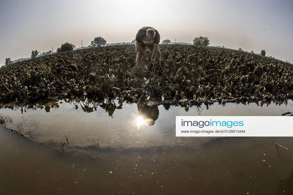 Flutkatastrophe, Niederlande, Zerstörte Ernte in Lottum bei Limburg LOTTUM - A farmer looks at his failed sugar beet harvest on a flooded field in Limburg. Due to the floods and heavy rainfall, several crops have drowned. ANP VINCENT JANNINK