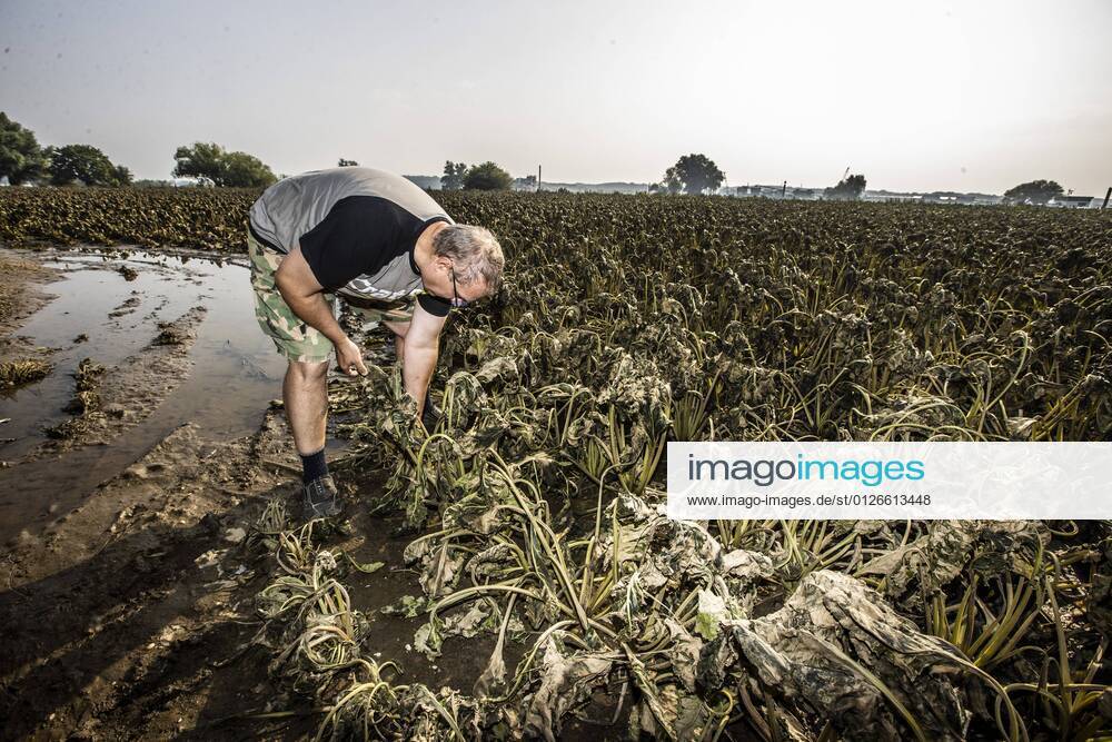 Flutkatastrophe, Niederlande, Zerstörte Ernte in Lottum bei Limburg LOTTUM - A farmer looks at his failed sugar beet harvest on a flooded field in Limburg. Due to the floods and heavy rainfall, several crops have drowned. ANP VINCENT JANNINK