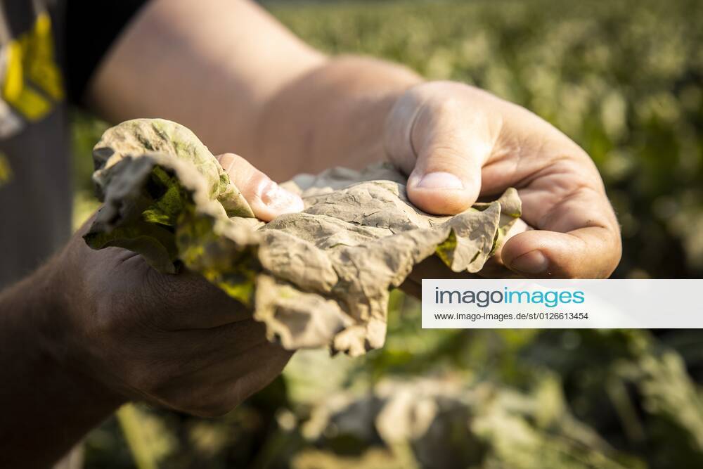 Flutkatastrophe, Niederlande, Zerstörte Ernte in Lottum bei Limburg LOTTUM - A farmer looks at the sediment-covered leaves of his failed sugar beet harvest on a flooded field in Limburg. Due to the floods and heavy rainfall, several crops have drowned. ANP VINCENT JANNINK