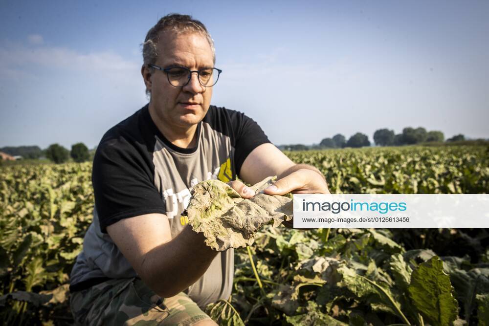 Flutkatastrophe, Niederlande, Zerstörte Ernte in Lottum bei Limburg LOTTUM - A farmer looks at the sediment-covered leaves of his failed sugar beet harvest on a flooded field in Limburg. Due to the floods and heavy rainfall, several crops have drowned. ANP VINCENT JANNINK
