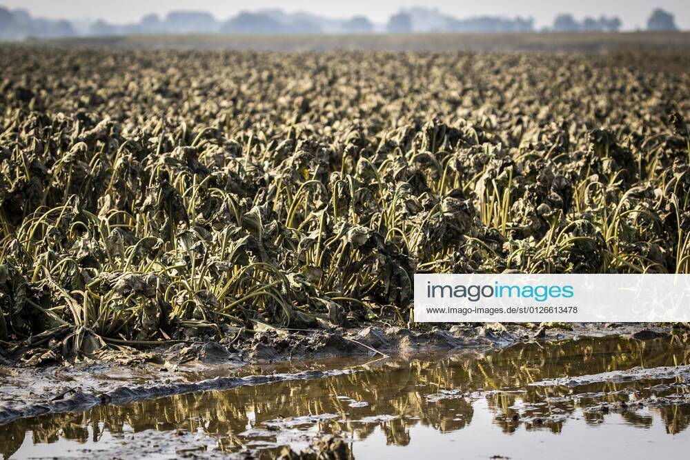 Flutkatastrophe, Niederlande, Zerstörte Ernte in Lottum bei Limburg LOTTUM - Drowned sugar beet on a flooded field in Limburg. Due to the floods and heavy rainfall, several crops of farmers have failed. ANP VINCENT JANNINK