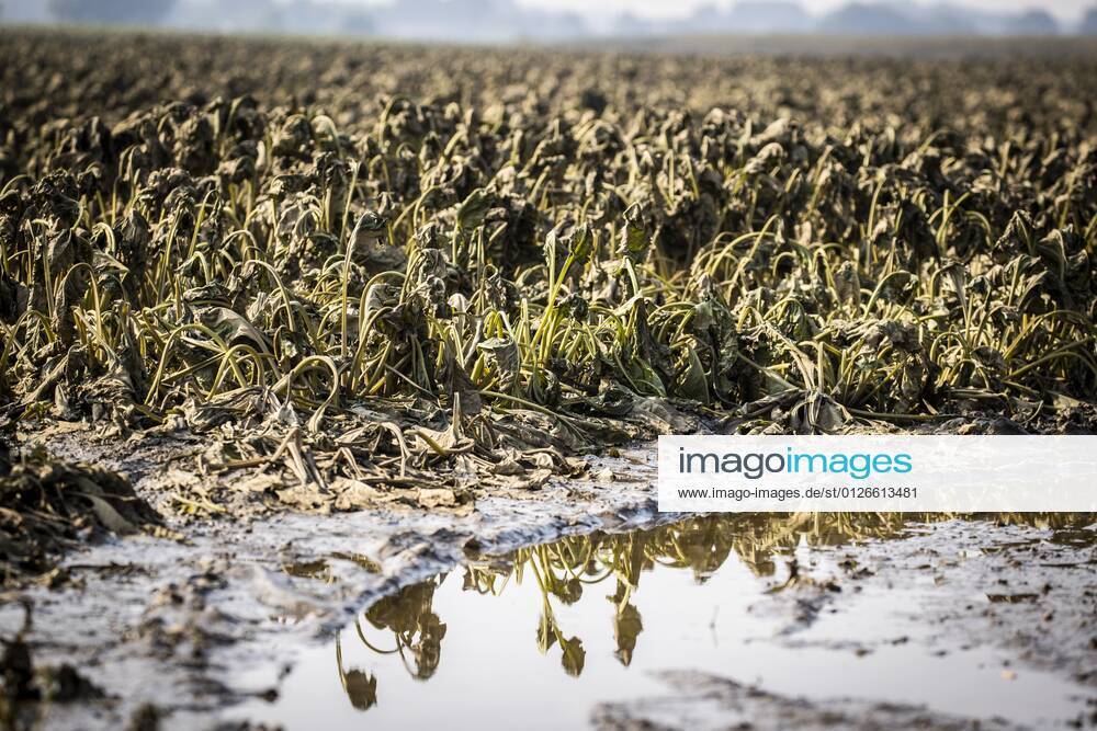 Flutkatastrophe, Niederlande, Zerstörte Ernte in Lottum bei Limburg Drowned sugar beet on a flooded field in A farmer looks at his failed sugar beet harvest on a flooded field in Lottum in southern Netherlands, Thursday July 22. Due to the floods and heavy rainfall, several crops have drowned. ANP VINCENT JANNINK