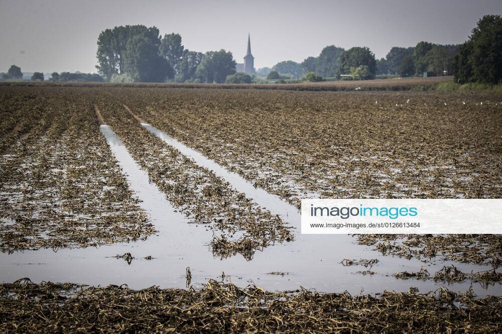 Flutkatastrophe, Niederlande, Zerstörte Ernte in Lottum bei Limburg LOTTUM - Drowned potatoes on a flooded field in Limburg. Due to the floods and heavy rainfall, several crops of farmers have failed. ANP VINCENT JANNINK