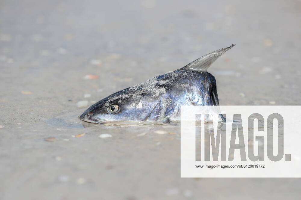 A dead fish washed up on the shore of Indian Rocks Beach, Thursday, July 22, 2021 in Indian Rocks Beach. Indian Rocks Beach USA - ZUMAs70_ 20210722_zan_s70_040