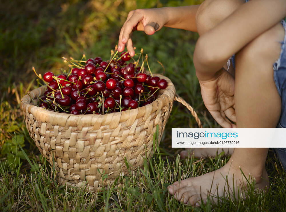Boy sitting near basket of cherries on grass in backyard model released Symbolfoto property released ZEDF04248