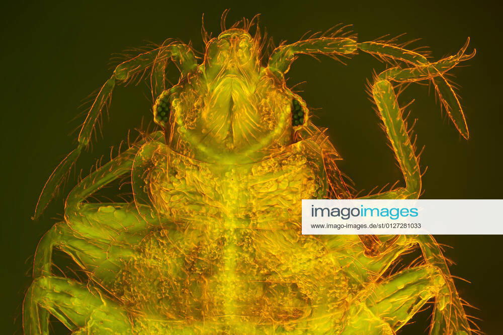Gemeine Bettwanze, Bettwanze, Bett-Wanze, Hauswanze, Haus-Wanze (Cimex lectularius), stechend-saugende Mundwerkzeuge, Dunkelfeld- und fluoreszenzlichtmikroskopische Aufnahme Bedbug, Common bedbug, Wall-louse (Cimex lectularius), piercing-sucking mouth parts, dark field and phase-contrast MRI image BLWS646764