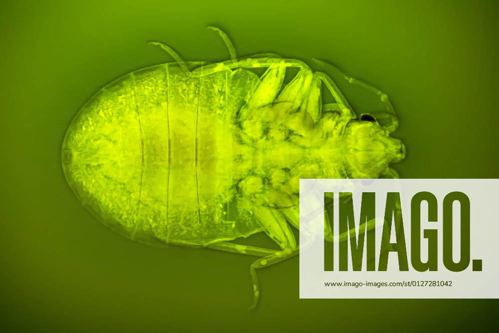 Gemeine Bettwanze, Bettwanze, Bett-Wanze, Hauswanze, Haus-Wanze (Cimex lectularius), mit stechend-saugenden Mundwerkzeugen, Dunkelfeld- und fluoreszenzlichtmikroskopische Aufnahme Bedbug, Common bedbug, Wall-louse (Cimex lectularius), with piercing-sucking mouth parts, dark field and phase-contrast MRI image BLWS646777