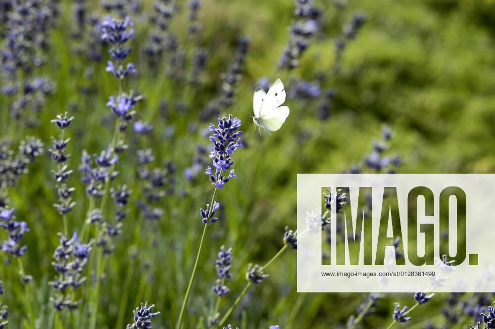 Lavendel, Schmalblaettriger Lavendel, Echter Lavendel (Lavandula angustifolia, Lavandula officinalis), bluehender Lavendel mit Weissling, Deutschland English lavender (Lavandula angustifolia, Lavandula officinalis), blooming lavender with white, Germany BLWS648755