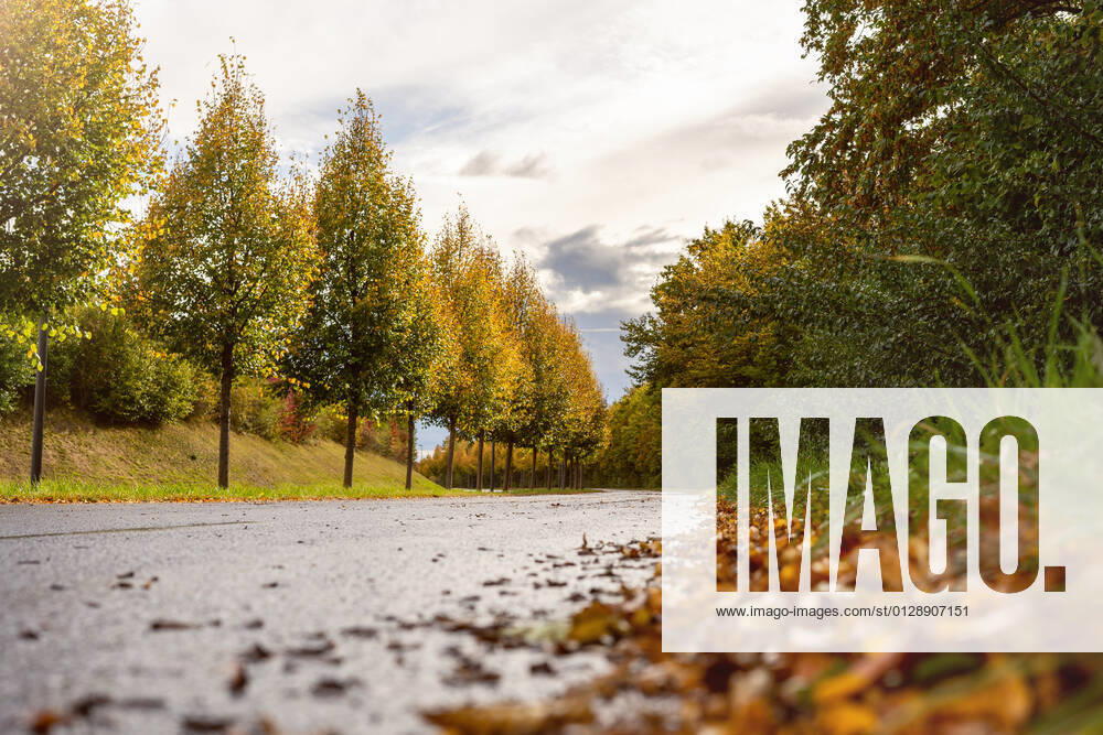 Wet autumn road with fallen brown leaves.