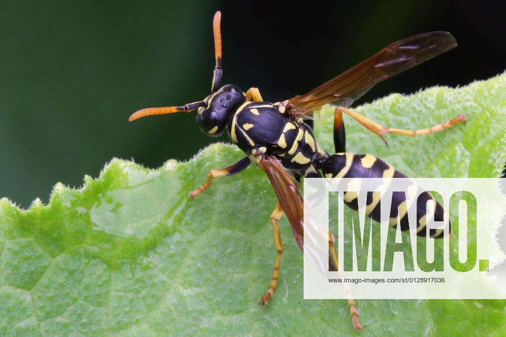 European Paper Wasp European paper wasp (Polistes dominula) on a leaf in Toronto, Ontario, Canada, on August 08, 2021. Toronto ONTARIO Canada friedman-european210808_np4Uc
