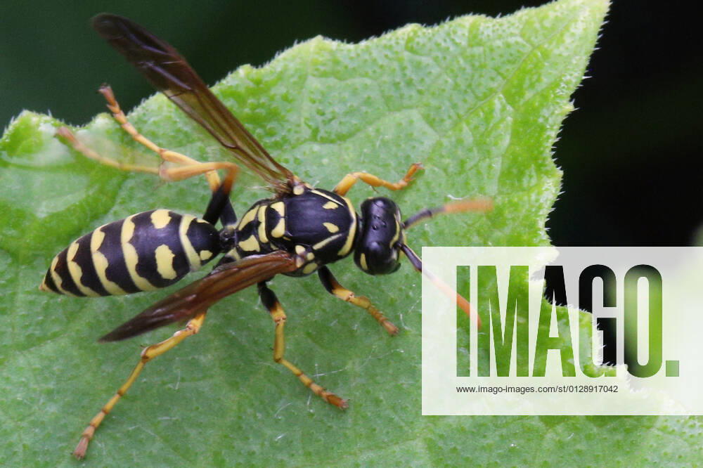 European Paper Wasp European paper wasp (Polistes dominula) on a leaf in Toronto, Ontario, Canada, on August 08, 2021. Toronto ONTARIO Canada friedman-european210808_npQyY