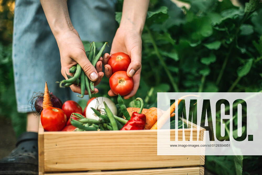Woman holding freshly harvested red tomatoes at organic farm CR_INCH210801-807735-01 ,model released, Symbolfoto