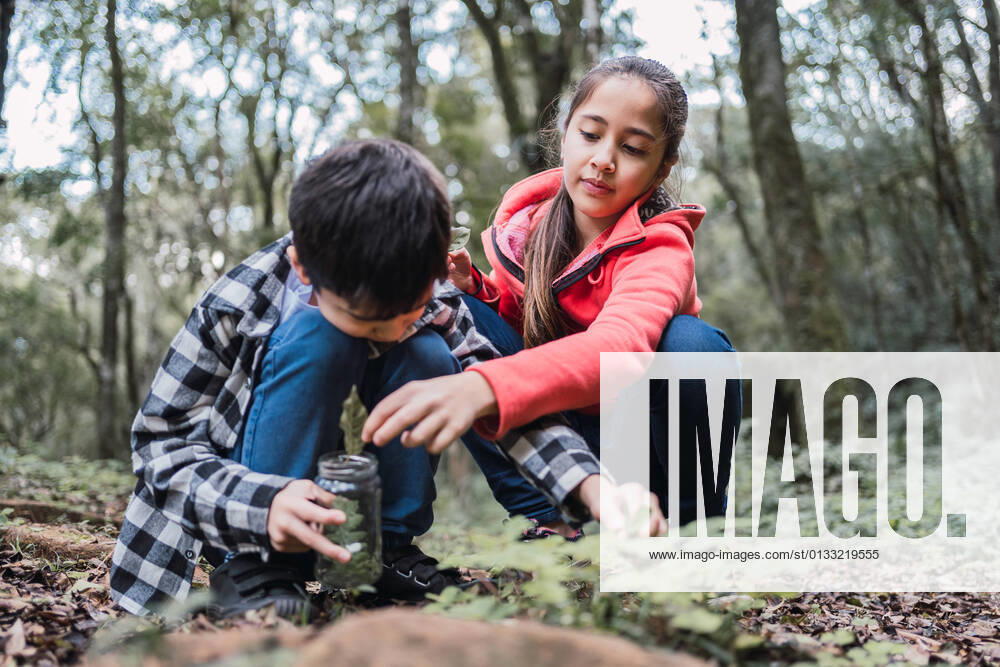 IMAGO Creative: Gesellschaft, Integration Ethnic girl putting green plant leaf into jar against brother while squatting on land in summer forest, Model released ReneStevens_ExplorerKids_52.jpg