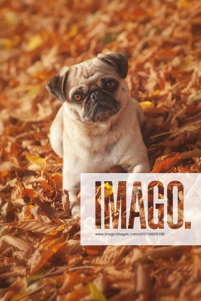 Hund,mops,hunde,carlin,carlino,doguillo,möpse,pug