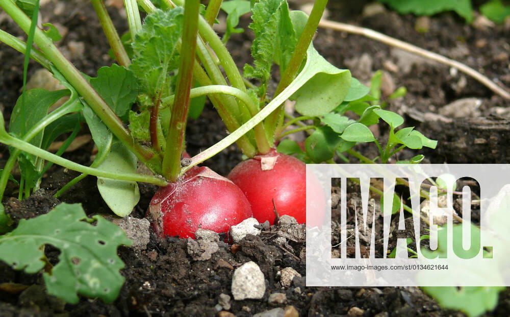 IMAGO Creative, Sommer, Food, Radieschen radieschen,gemüsebeet,beet,beete,gemüsebeete