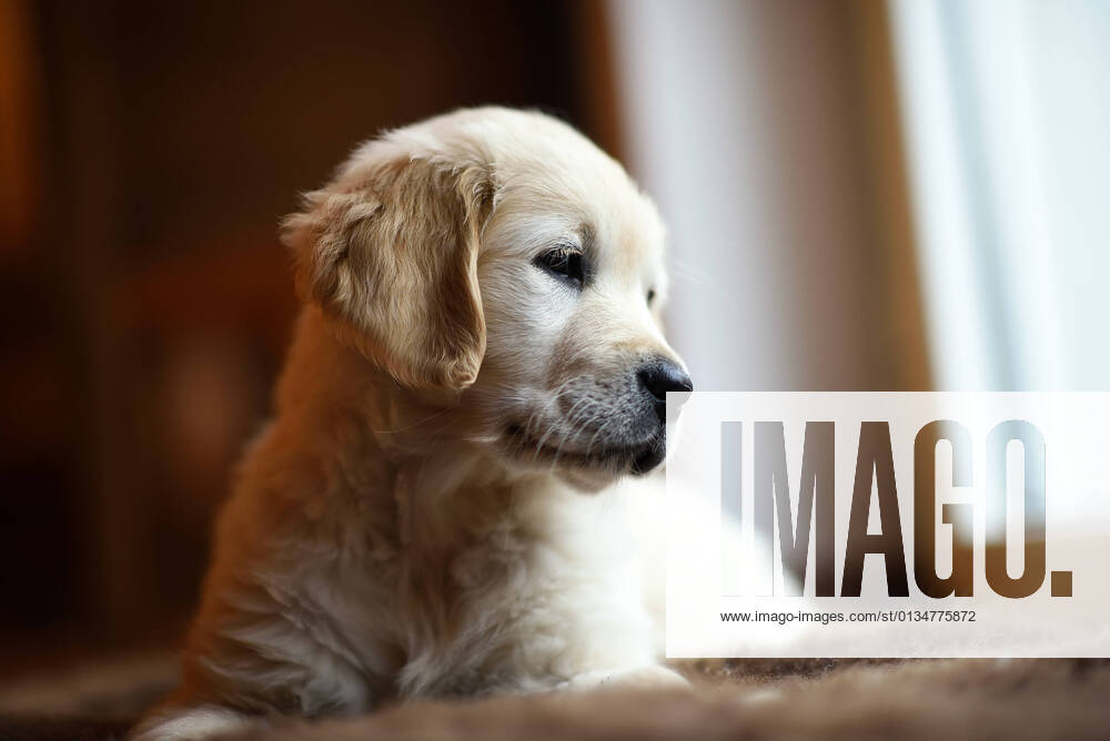 Welpe,golden retriever,hund,hunde,hundebaby,hundewelpe,junghund,jungtier,tierjunges,welpen,retriever