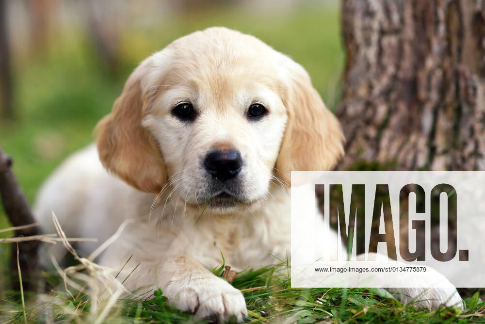 Welpe,golden retriever,hund,hunde,hundebaby,hundewelpe,junghund,jungtier,tierjunges,welpen,retriever